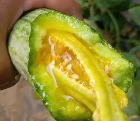 梵梵吃瓜网红,揭秘网红背后的瓜田生活