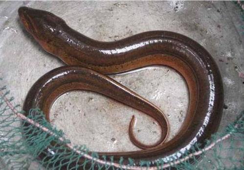 黄鳝吃瓜网,揭秘网络红人背后的秘密与争议