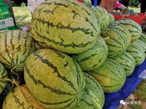 吃瓜网在哪能打开,吃瓜网神秘入口，教你轻松打开一探究竟