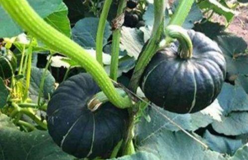 网红小视频吃瓜群,揭秘网络红人的幕后生活