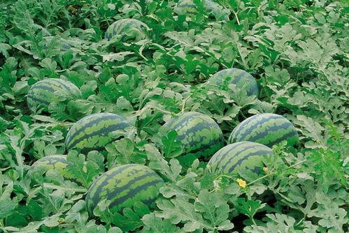 金乡网红吃瓜群微信号,揭秘网络红人背后的故事与八卦”