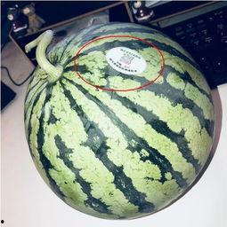 长春市网红吃瓜,揭秘城市生活趣味瞬间