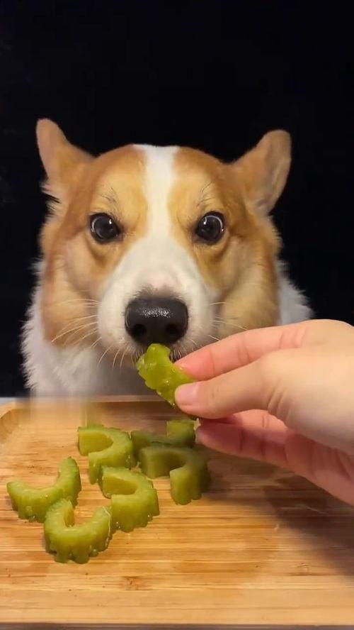 网红吃瓜狗子视频大全集,趣味视频大全集精彩回顾