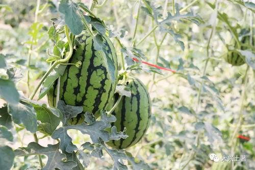 武陟网红吃瓜后续,真相大白，后续发展引关注