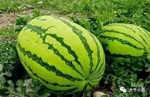 吃瓜网热门大瓜网红黑料