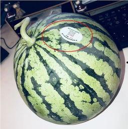 找网红搞笑吃瓜,笑料百出，欢乐无限