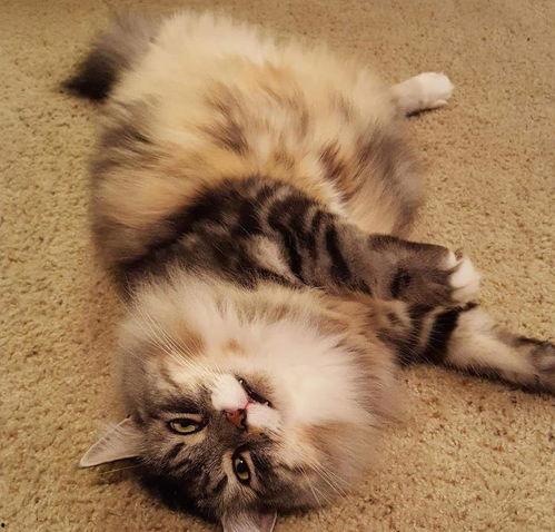 吃瓜网悬赏胖猫,吃瓜网开启趣味宠物挑战！