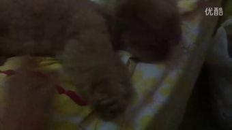 网红小糖果扒皮吃瓜视频,扒皮娱乐圈幕后真相